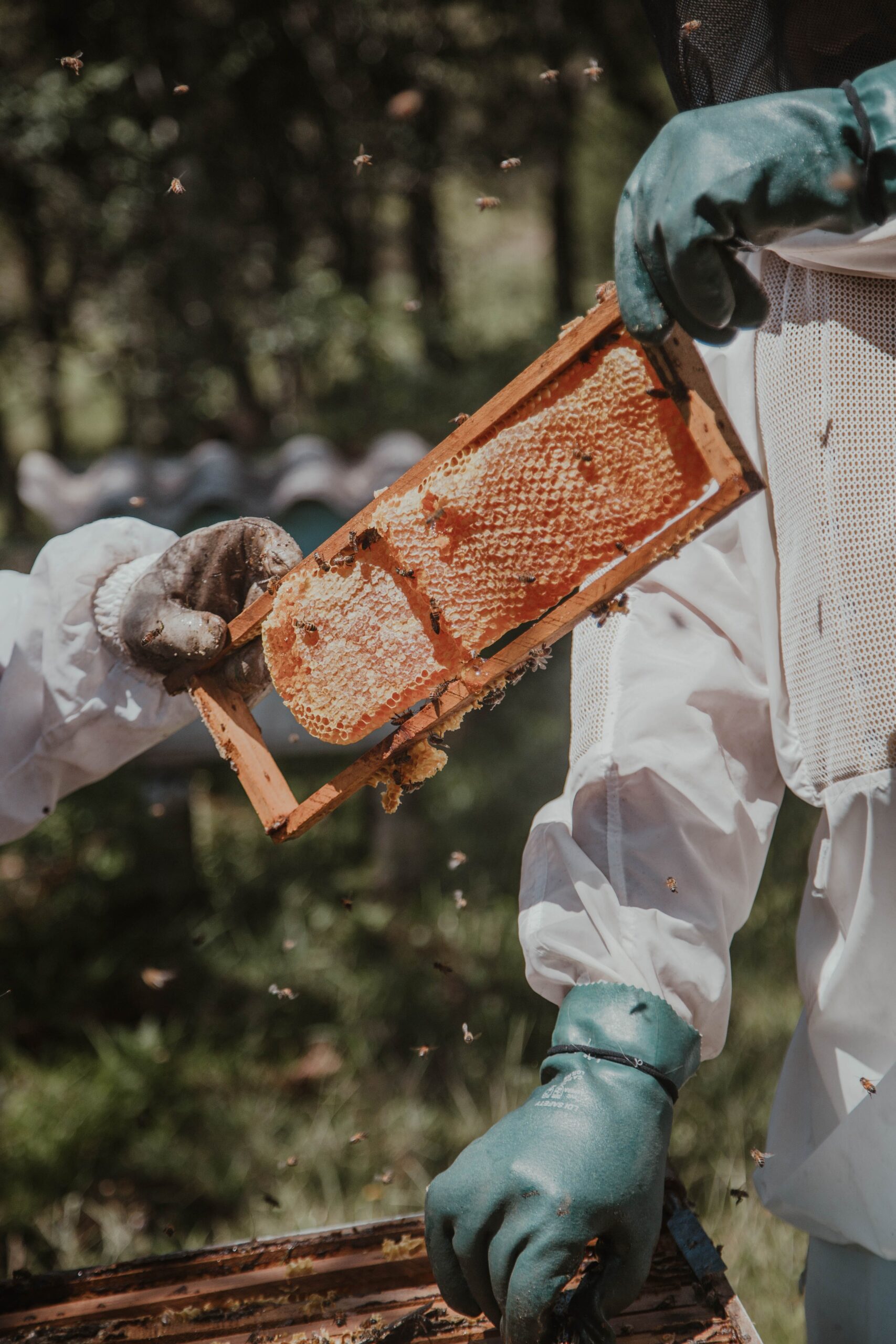 Bee keepers working together
