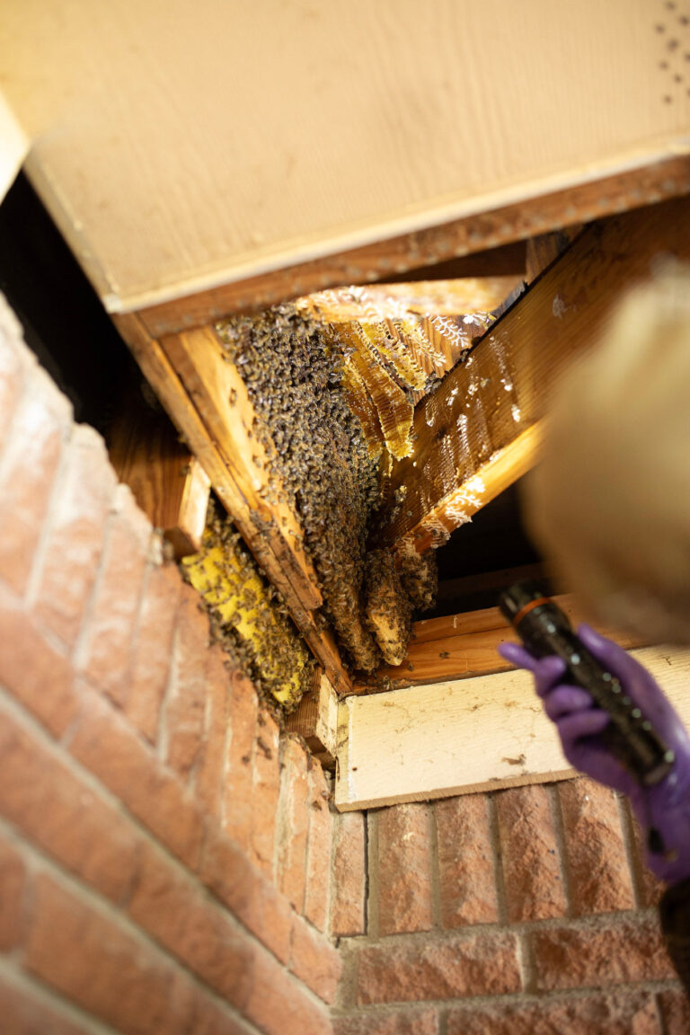 Professional exclusion work completed during Bell County bee removal showing properly screened vent