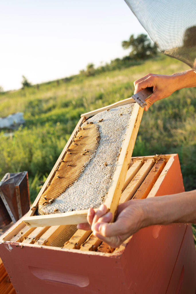 Beekeeper with a frame of honey from a bee farm that practices  Beekeeping Naturally in Texas