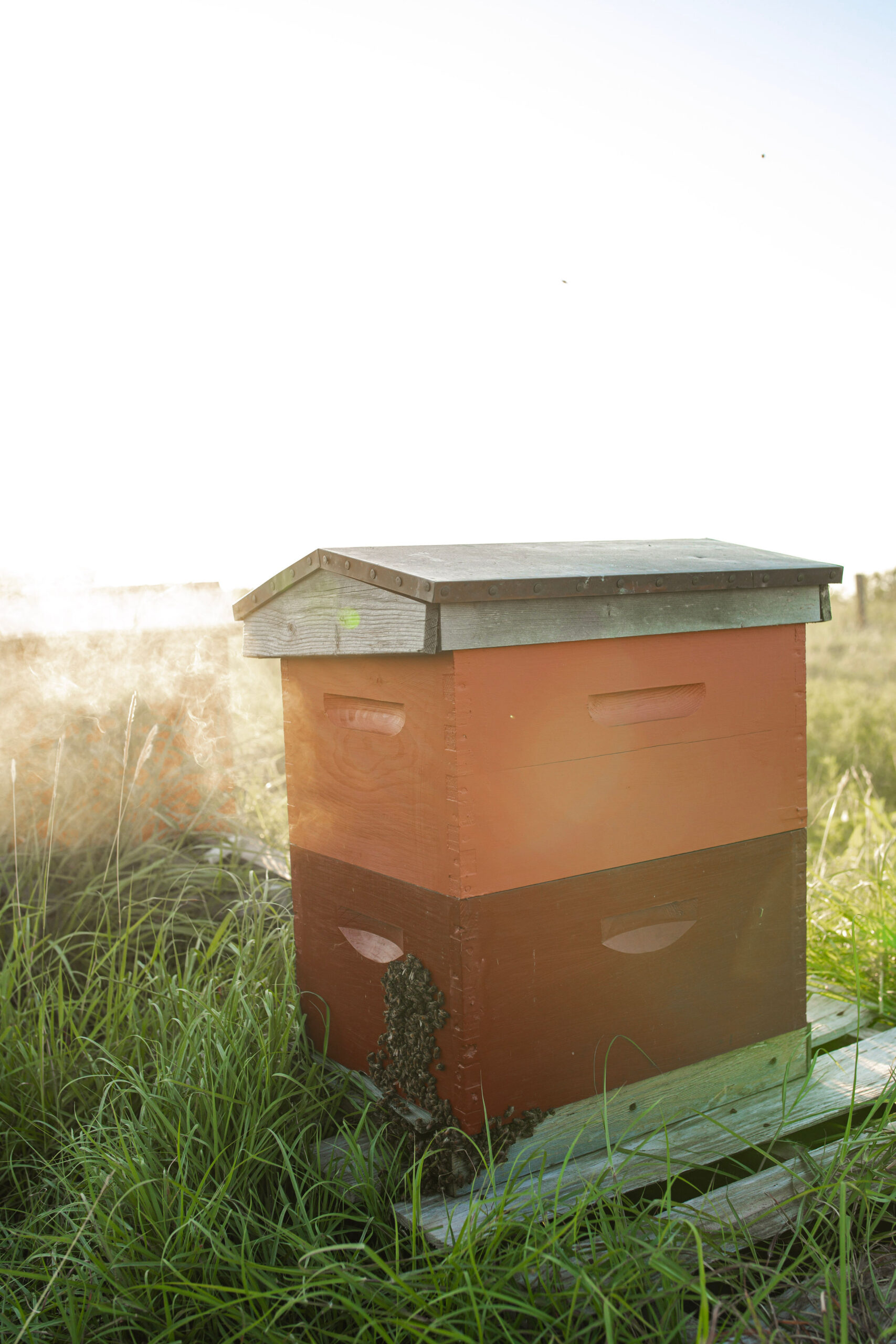 Bee hive in texas bee farm
