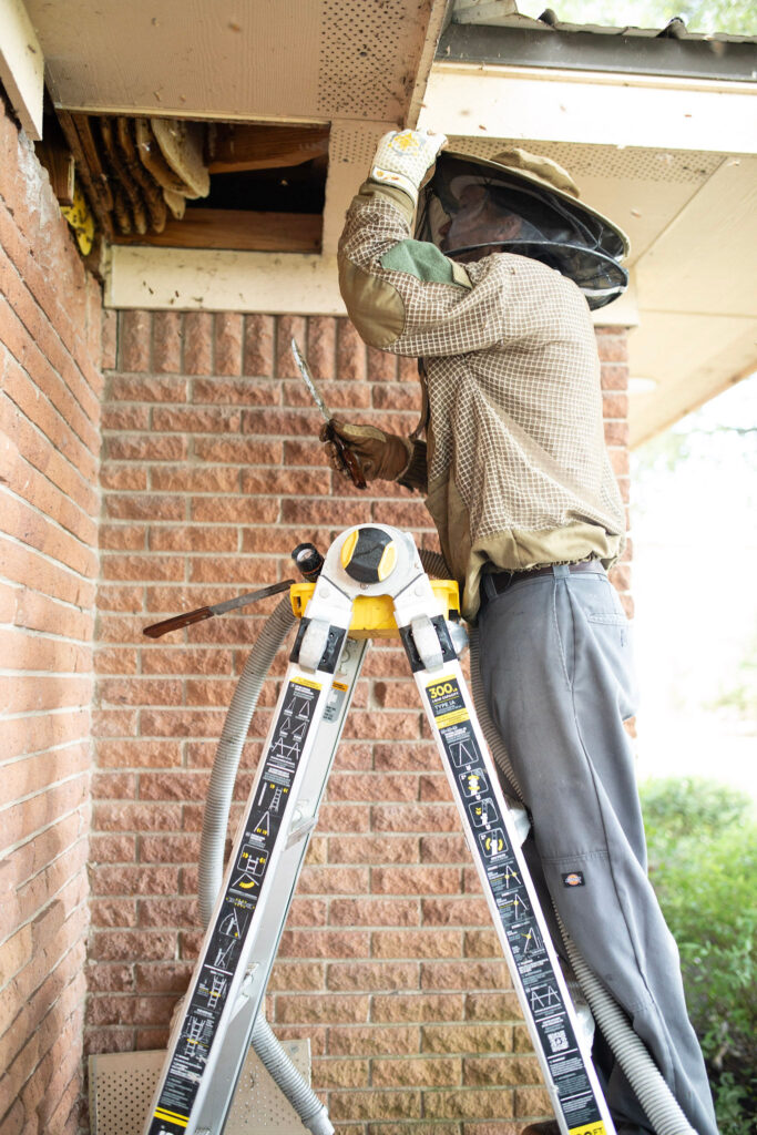 Ben Baecker relocating Bees from a soffit