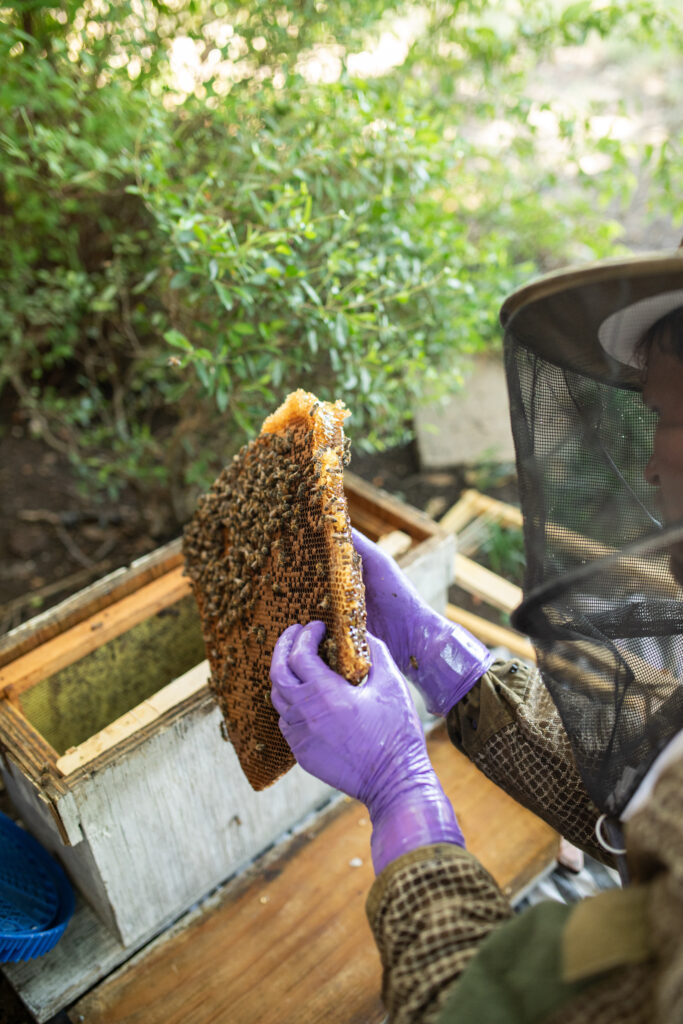 Beekeeper putting hive from a removal in to a bee box with raw Texas honey