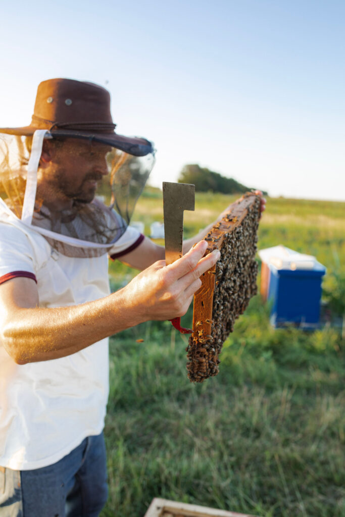 learning beekeeping
