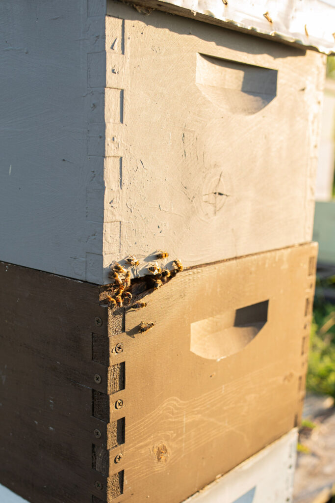 Texas Bees on a bee box, in a natural bee farm 
