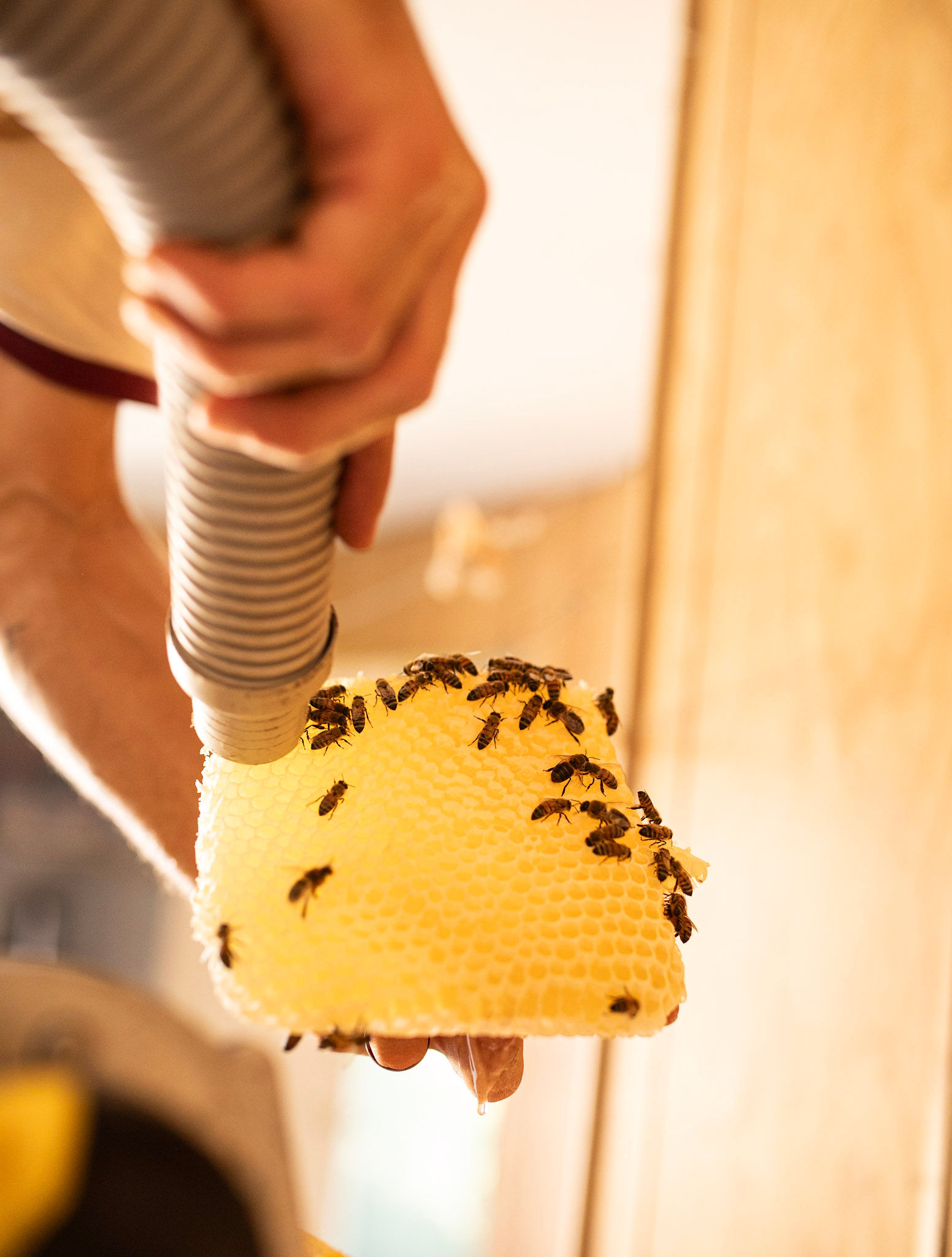 Beekeeper using a bee vac to suck up bees in a removal bee infestation Belton TX