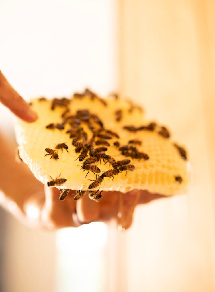 Bees on a honey comb 