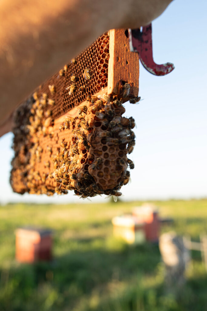 Natural Beekeeping in Central Texas bees on a frame
