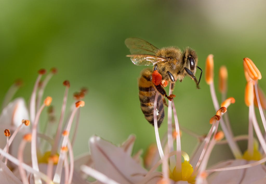 Close-up of a honey bee pollinating flowers, capturing vibrant colors and fine details.