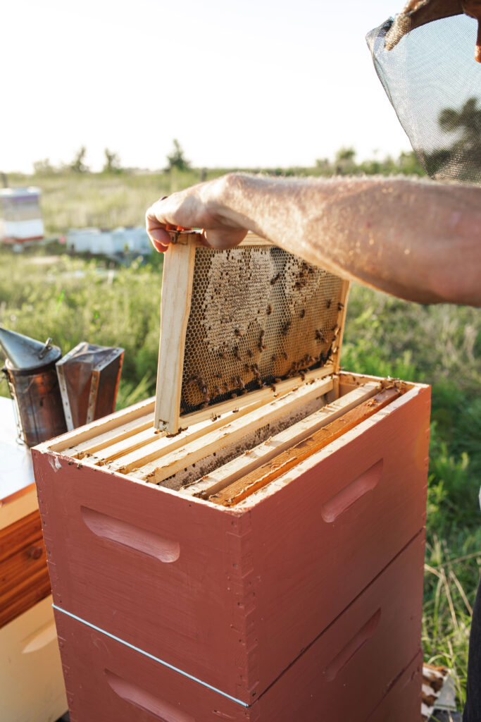 Beginner practicing natural beekeeping Texas with treatment-free hive inspection
