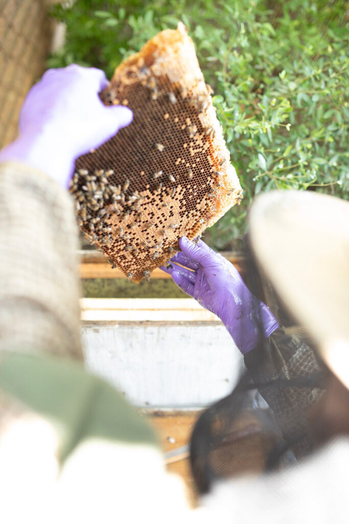 Texas Beekeeper looking at the bee hive and checking for health for his natural Texas beekeeping bee farm 