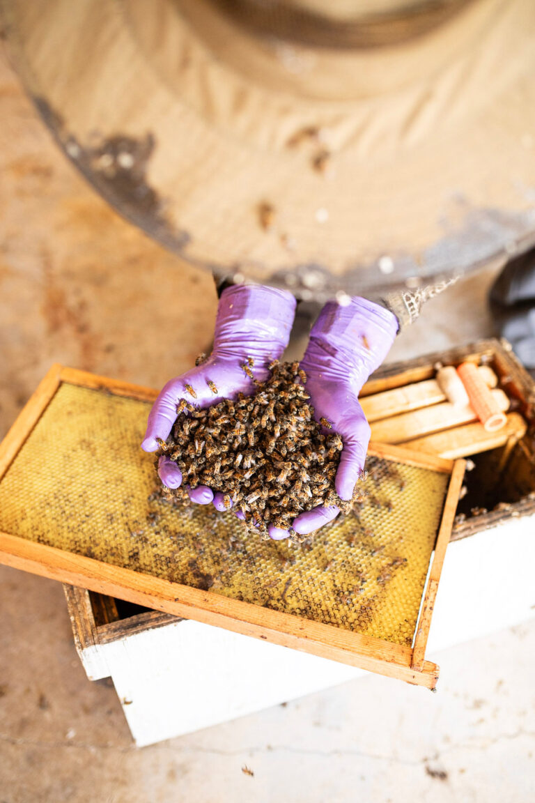 Beekeeping in Central Texas with little treatment