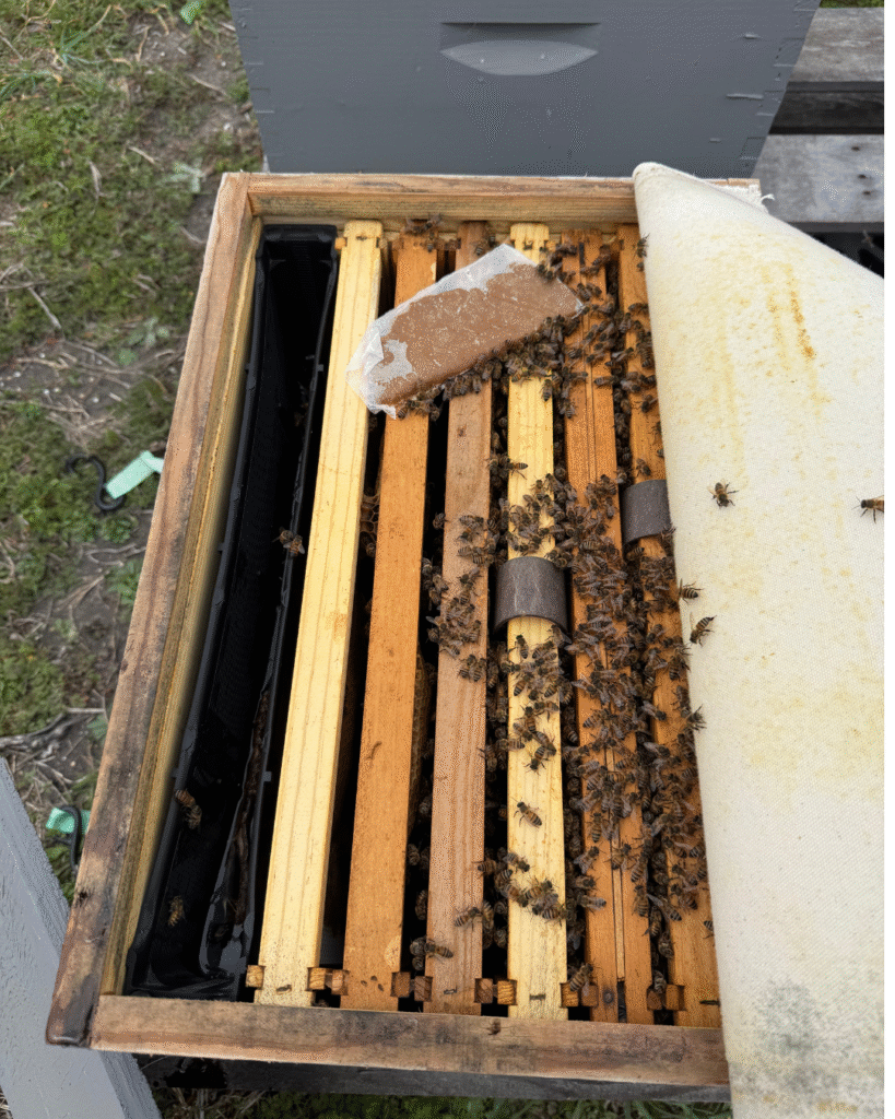 Feeding bees supplemental food in early spring, Central Texas
