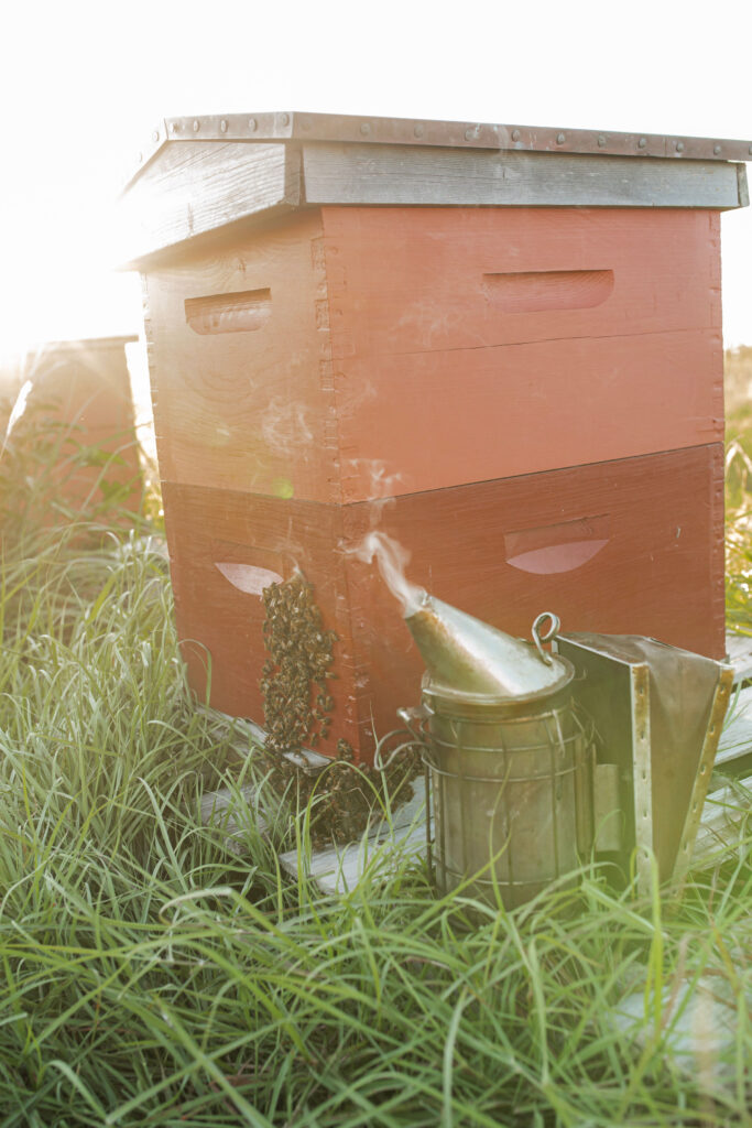 Smoker that will be used during humane honey bee removal